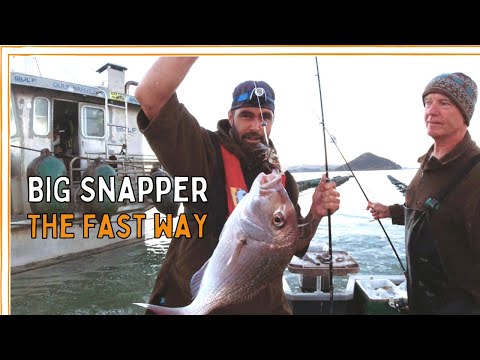Coromandel Snapper Farm | Fishing with Ron by the Barges