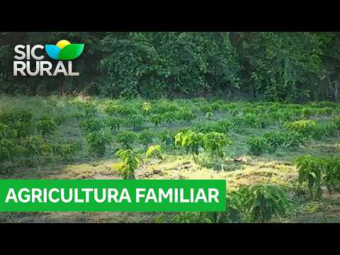 Família de Candeias tem vida transformada com a doação de quatro mil mudas de café