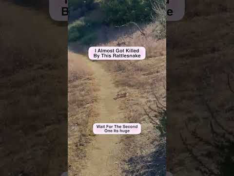 This Rattlesnake Almost Killed Me!!