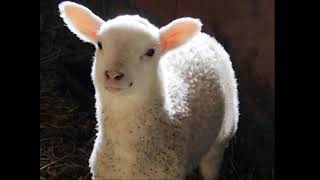 Moody Blues   Justin Hayward   Children of Paradise