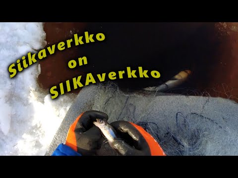 Talviverkoilla 2022/6