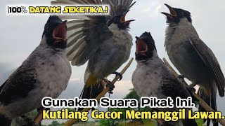 Download lagu AMPUH,‼️ SUARA PIKAT BURUNG KUTILANG GACOR TERBARU.. mp3