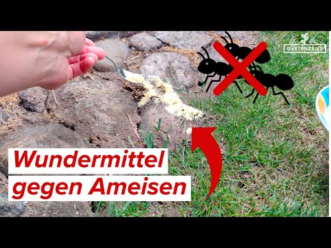 Wundermittel gegen Ameisen! OHNE Chemie! 🐜🐜🐜 verschwinden für immer von Pflanzen, Rasen und Beet!