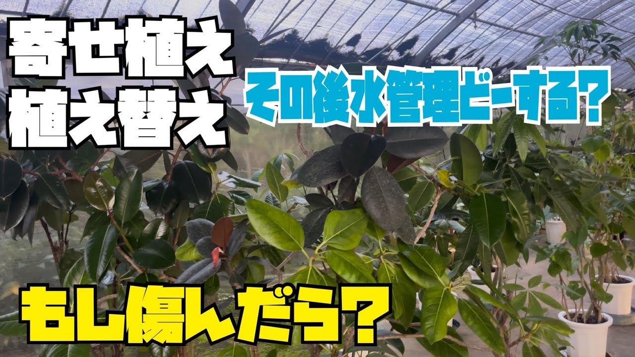 植え替えや寄せ植えを作った後の水管理。もし傷んだら。