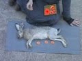 How To Explain Quantum Physics To A Dead Hare