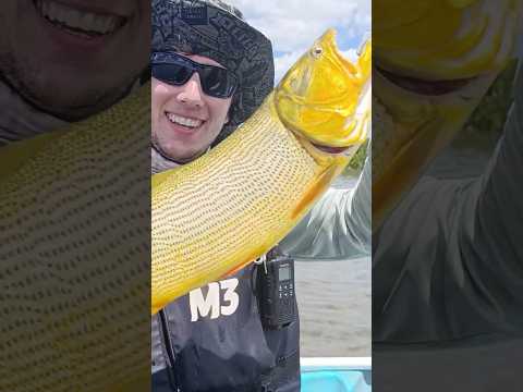 Dorado en Candelaria Misiones 🎣#Dorado #Pesca #KayakFishing #Misiones #Argentina