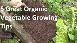 5 of the Best Organic Vegetable Growing tips