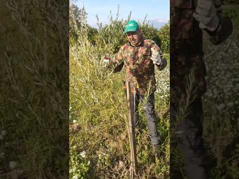 Potatura di allevamento pianta di Olivo.