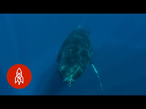 What It Feels Like to Swim With Whales