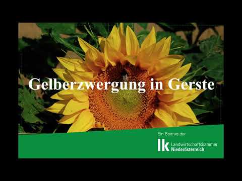 Gelbverzwergungsvirus in Wintergerste