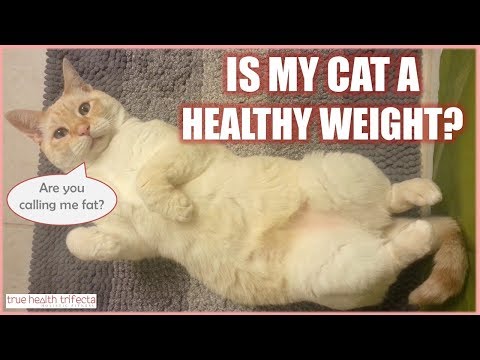Is your cat a HEALTHY weight? Let's figure that out. - Raw Cat Food / Cat Lady Fitness