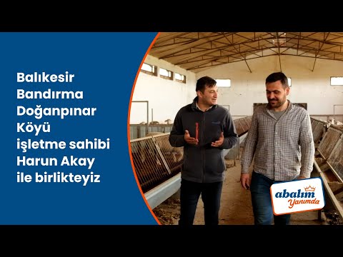 Balıkesir Bandırma’da Harun Akay’ın Küçükbaş Çiftliğindeyiz
