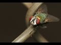 FLY CAUGHT IN FLY TRAP IS BURNED ALIVE