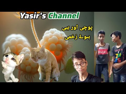 #poochyaurbabbydonohoezakhmi@yasir'schannel #catvlog #kittenvlog #viralkitten #youtubevirals #cats