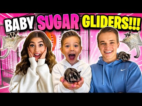 WE ADOPTED BABY SUGAR GLIDERS!! 