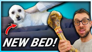 WE SPOILED OUR DOG FOR HER BIRTHDAY - Tuft and Needle Dog Bed Review