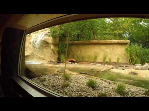Detroit Zoo | Otter Habitat Go Pro Tour