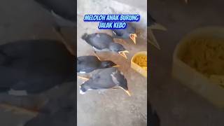 Download lagu MEMBERI MAKAN ANAK BURUNG JALAK KEBO. #burungjinak #bird mp3