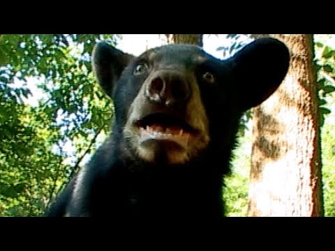 The Astonishing Invisible Spy Camera Films Black Bears!