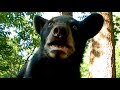 The Astonishing Invisible Spy Camera Films Black Bears