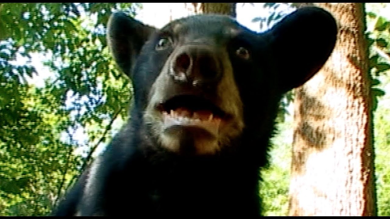 The Astonishing Invisible Spy Camera Films Black Bears!