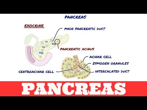 Histologie der Bauchspeicheldrüse