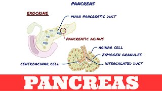 Histology of Pancreas