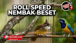 Download lagu 🔴 Live Masteran Tajam Cadas Cucak Cungkok Gacor Variasi Lagu vs Cucak Jenggot Gacor Beset Kasar mp3