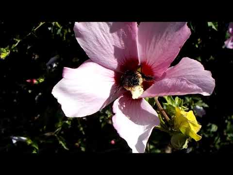 Xilocopa o Mangangá en las flores del Hibisco Sirio, Paysandú, enero 2021