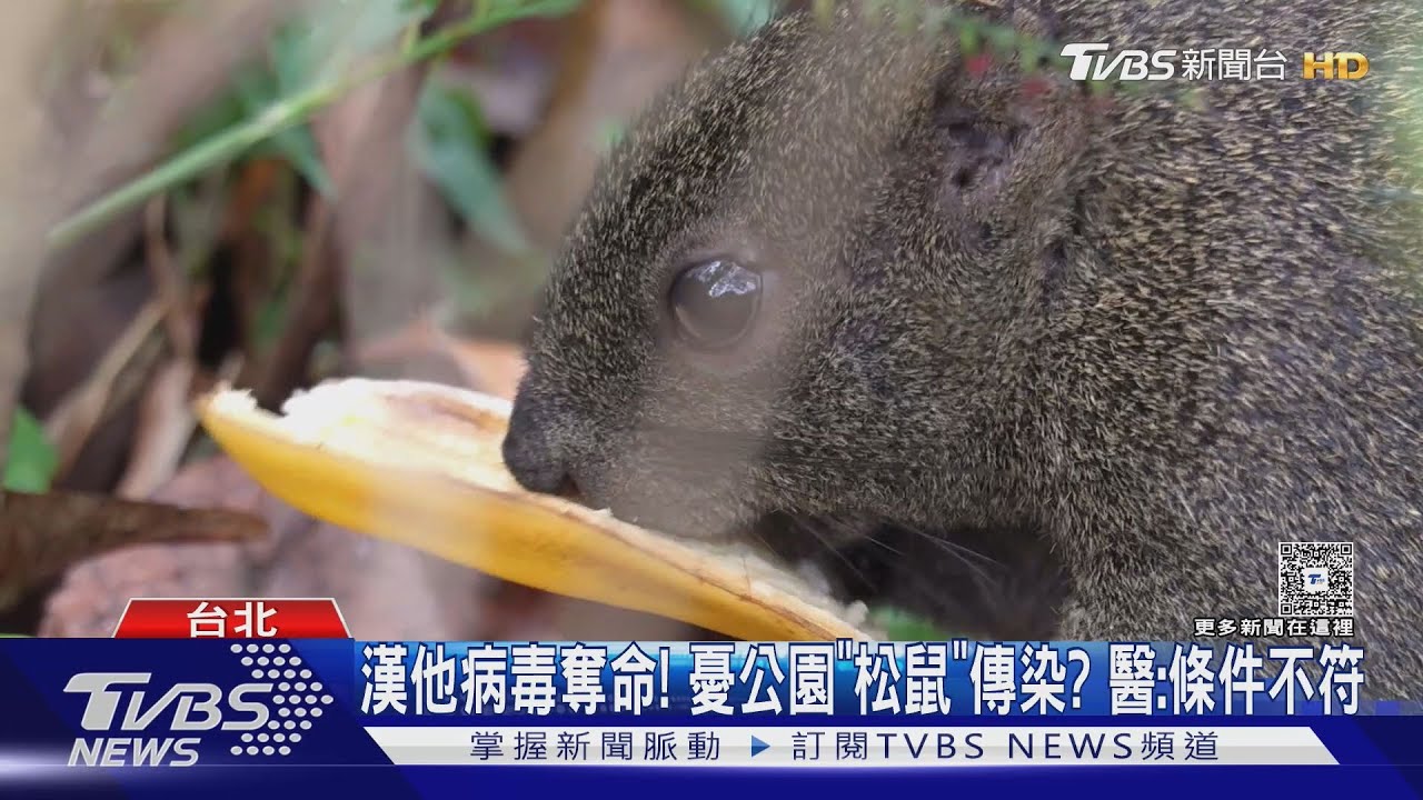 大安森林公園松鼠會傳染漢他病毒？醫曝關鍵：牠們不符傳播條件