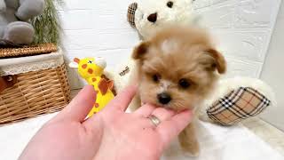 ハーフ犬の動画01