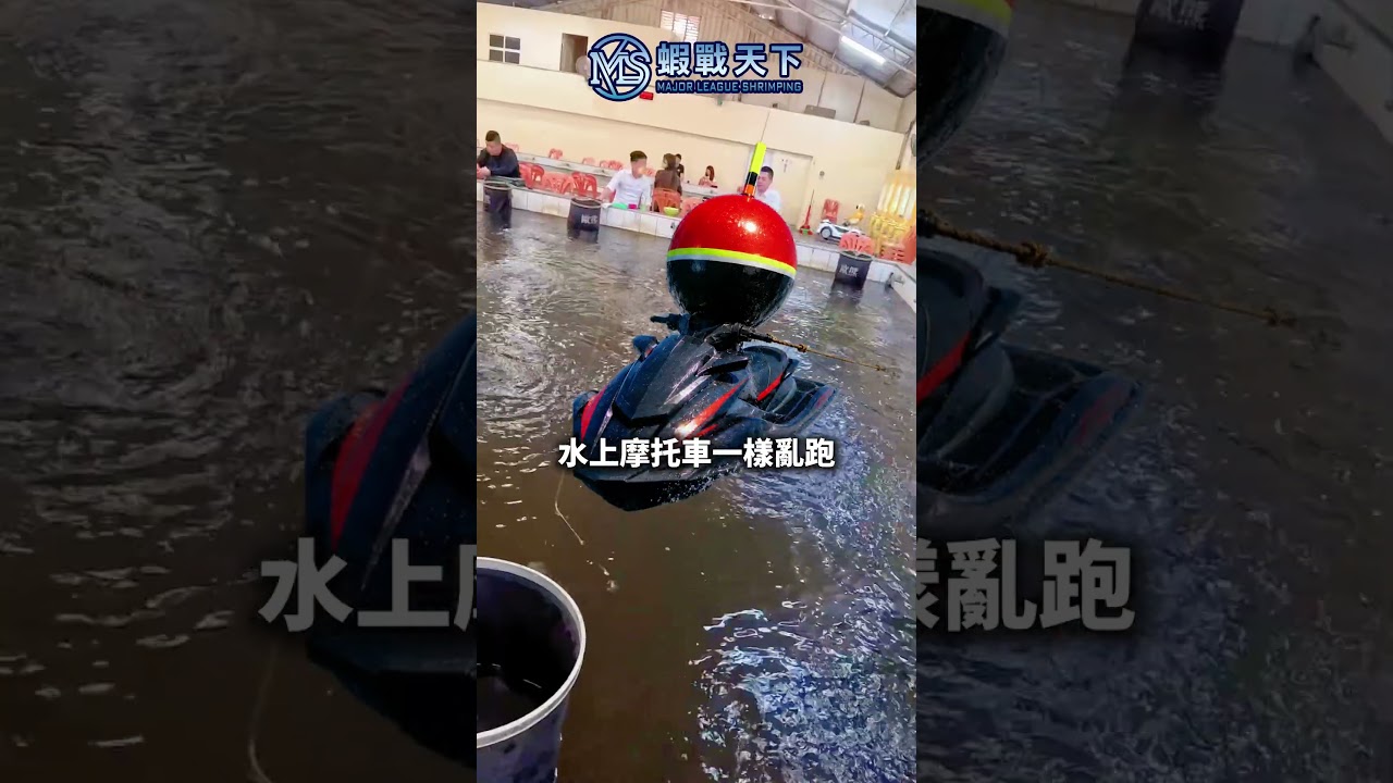 今天這間蝦場Ep.7【MLS蝦戰天下】#17shrimp #台湾のエビ釣り #shrimpfishing #새우낚시