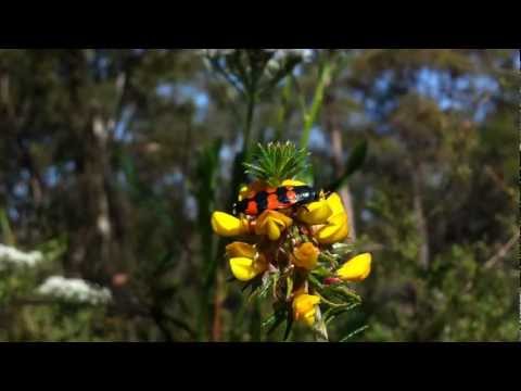 2012-09-23 ~ NSW - Central Mangrove - Castiarina kirbyi (Guerin, 1830) on Pultenea stipulans flowers