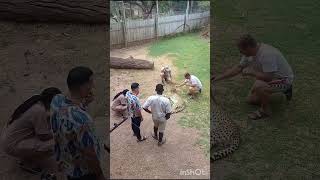 Download lagu #Cango Wildlife Ranch #nature #southafrica #youtubeshorts #viralshorts #trending #ytshorts mp3