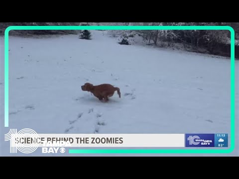 Does your pet get the zoomies? There is a science behind it.