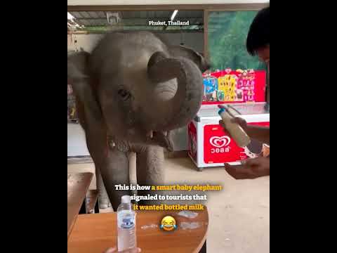 Smart baby elephant 'asks' tourists for bottled milk in Thailand