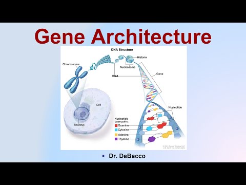 Gene Architecture