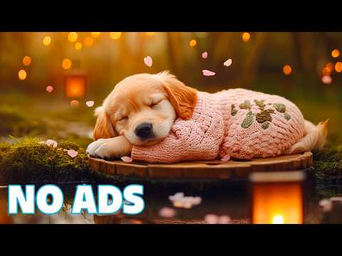 12 Hours of Calming Music for Dogs🐶Music for Stressed Dogs🎵Dog Separation Anxiety Music