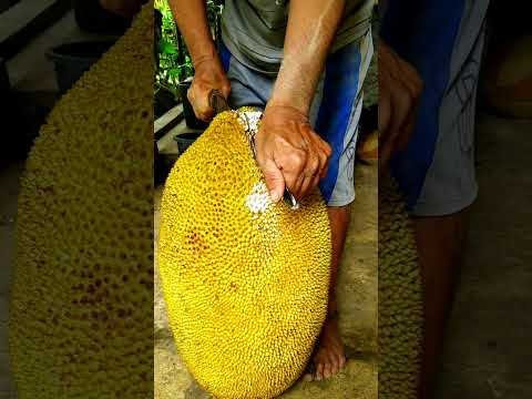 Such A Big Ripe Jackfruit! #youtubeshorts #warriorbrosfarms #shorts #jackfruit