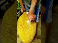 Such A Big Ripe Jackfruit Youtubeshorts Warriorbrosfarms Shorts Jackfruit