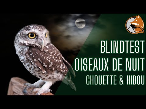 Blindtest : Reconnaître les chants d'oiseaux de nuit spécial CHOUETTE et HIBOU
