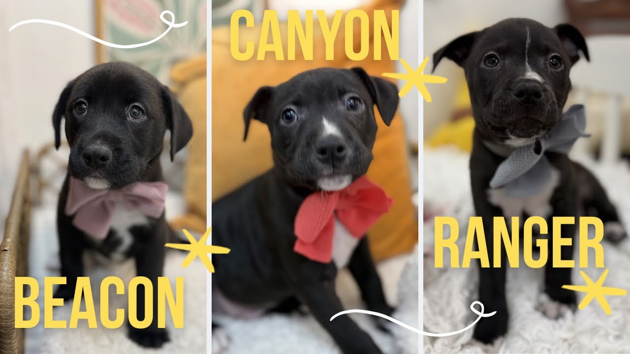 Canyon Journey, a Adoptable mixed breed in Arlington, WA video 6/6