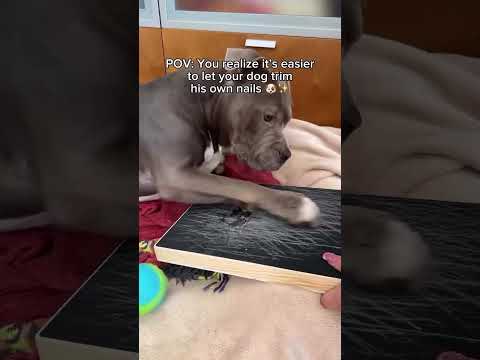 Trim Your Dog’s Nails the Smart Way 🐾 | Safe & Stress-Free Grinder