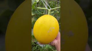 Download lagu Harvesting 50-day-old golden melons, check the quality of the fruit #youngfarmers #farmers #agric... mp3 Download lagu Harvesting 50-day-old golden melons, check the quality of the fruit #youngfarmers #farmers #agric... mp3