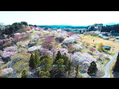 いかわさんのさくらコレクション 01