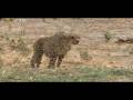 Cheetahs Huntings Warthog Watch In HD