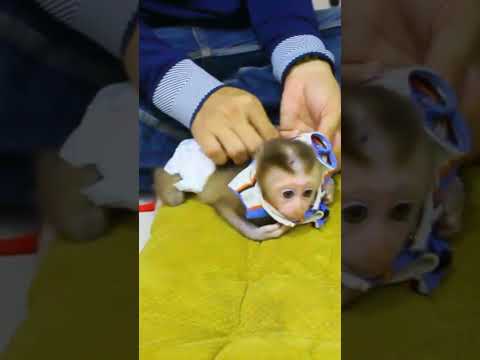 Obedient Baby Monkey Waiting Daddy ware clothes