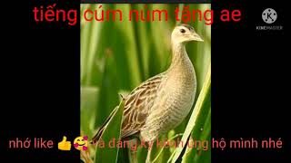 Download lagu tiếng cúm núm mồi tặng ae mp3