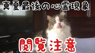 [閲覧注意]毛の様なやつが写りこみました。