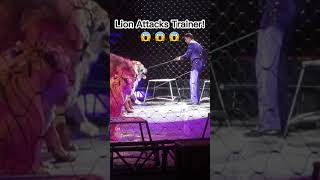 Lion attacks trainer